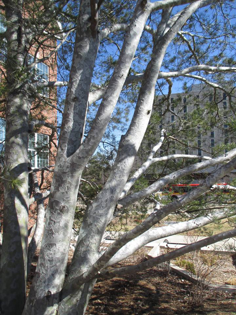 Pinus bungeana 'White Bark'